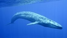 Il fenomeno "Blue Whale" ha portato alla morte di più di 100 ragazzi solo in Russia
